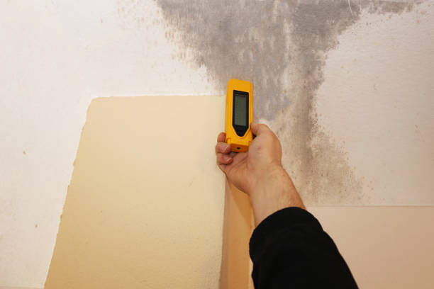 Best Mold Damage Restoration  in Milroy, PA