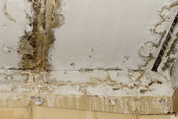 Best Black Mold Removal  in Milroy, PA